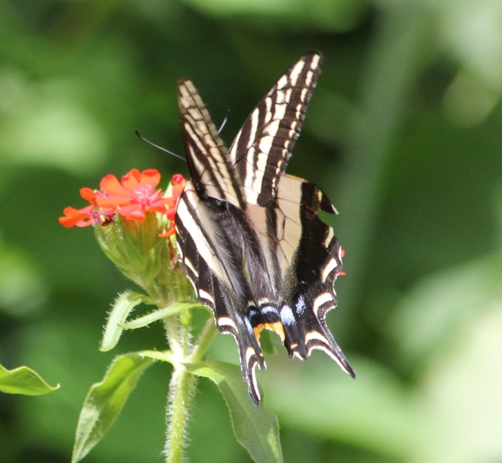 A Butterfly has Four Wings